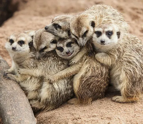 Meerkats forming a vertical pyramid, displaying their cooperative behavior and tight-knit community.