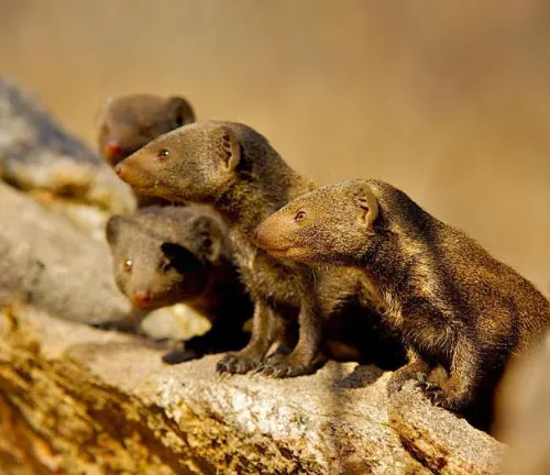 A group of small animals, Dwarf Mongooses, displaying territorial behavior, sitting together on a log.