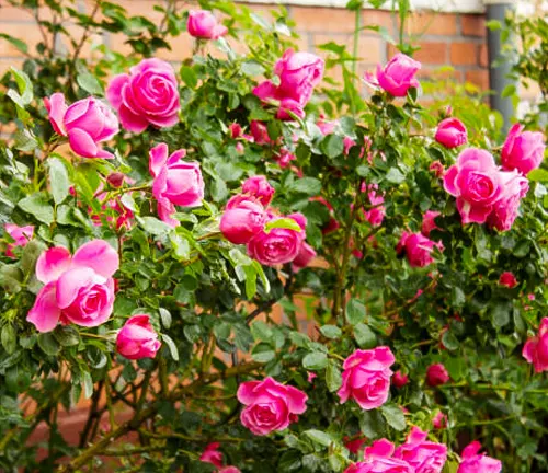 Numerous bright pink roses in bloom amidst lush foliage against a brick wall background.
