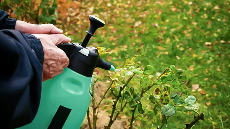 Close-up of hands holding a green garden sprayer near a rose bush with autumn leaves in the background.