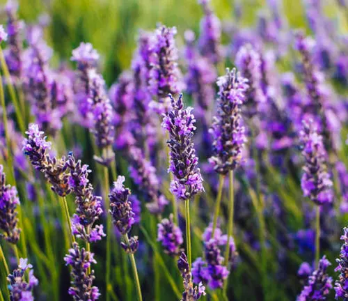 A vibrant field of purple lavender flowers in full bloom, with a soft focus on the background highlighting the delicate details of the blossoms.
