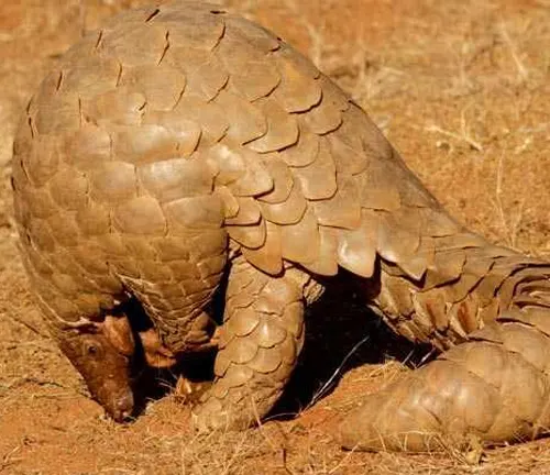A pangolin, known as the Indian Pangolin, strolls gracefully on the ground.