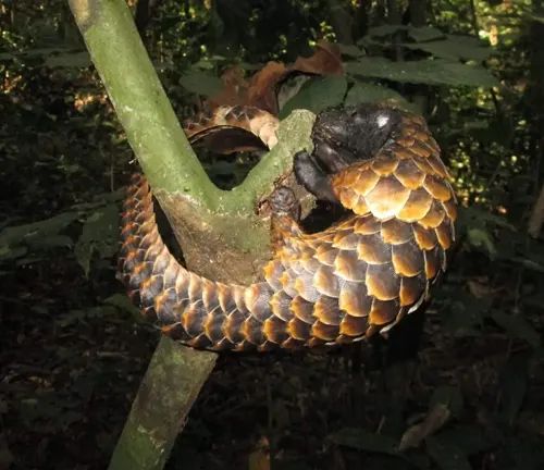 A Black-bellied Pangolin perched on a forest branch, showcasing its arboreal nature and unique diet.