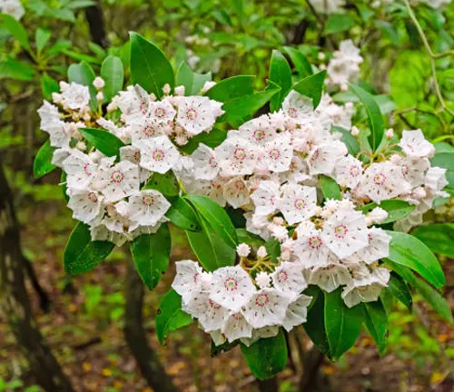 Cluster of white mountain laurel flowers in bloom with green leaves, set against a soft-focus forest background.