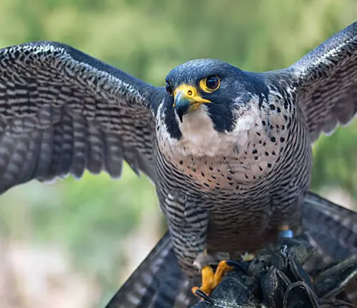 A majestic Peregrine Falcon with outstretched wings, showcasing its distinctive blue-gray plumage and fierce gaze.
