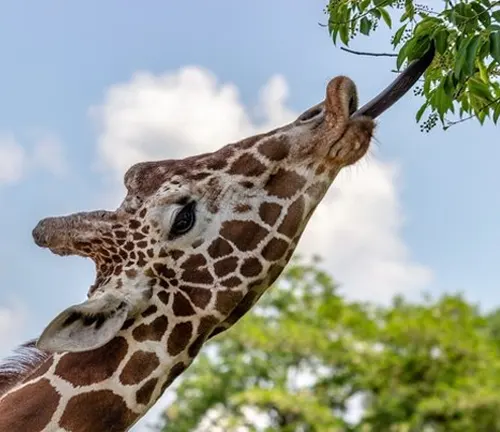 A giraffe stretching its long neck to reach leaves from a tree.