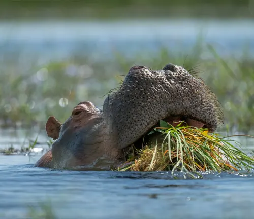 A hippo in water, munching on grass. A herbivorous diet for the mighty hippopotamus.