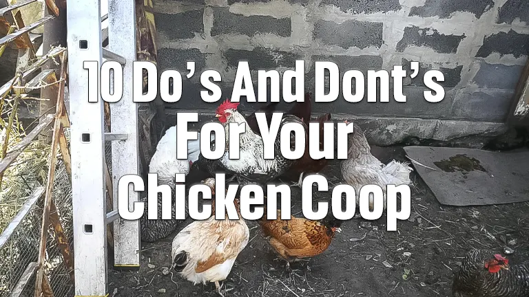 Top 10 Chicken Coop Do's and Don'ts: Essential Tips for Poultry Keepers