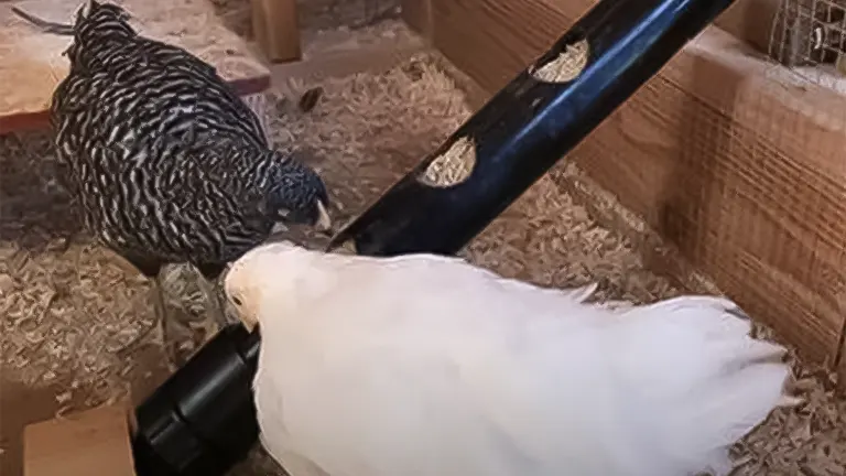 Chickens feeding from a tube feeder in a coop, illustrating feed management