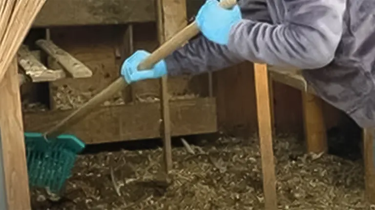 Person cleaning a chicken coop, emphasizing waste management