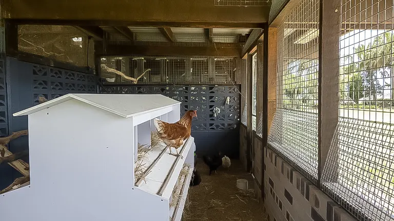 Interior of a chicken coop with nesting boxes and a mesh window