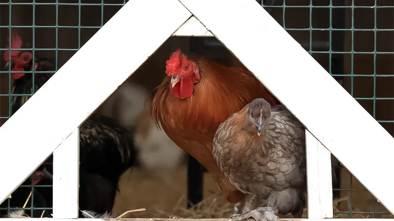 Chickens viewed through the triangular window of a coop