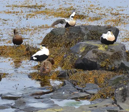A group of Common Eider ducks sitting on rocks in the water, displaying their social behavior.