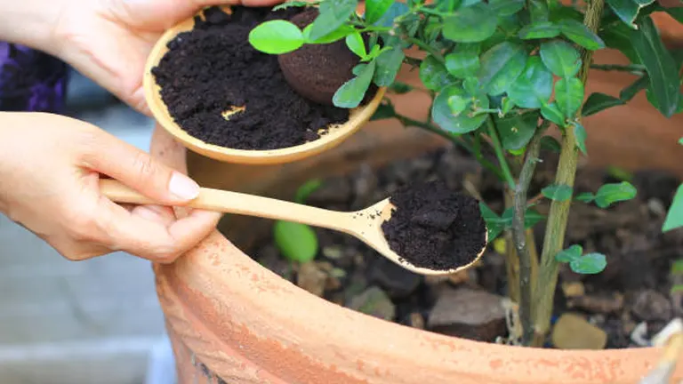 Hands adding coffee grounds to the soil of a potted plant as a natural fertilizer, indicating a sustainable gardening practice.
