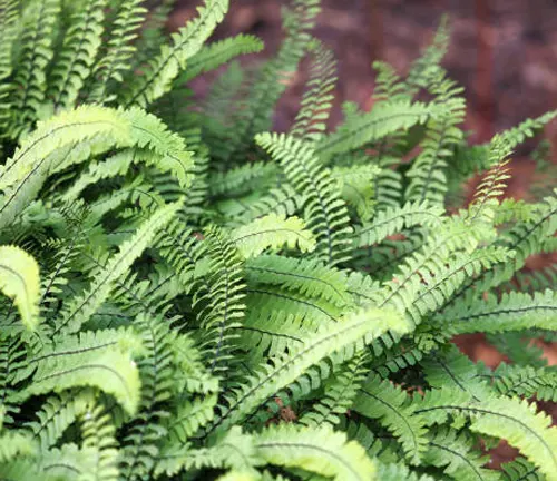 Close-up of vibrant green ferns with intricate leaf patterns, thriving in their natural forest floor habitat.