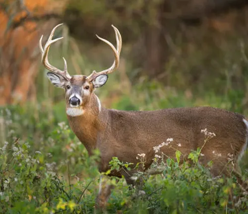 A white-tailed deer buck standing alert in the wild, with prominent antlers, amid tall grass and soft-focus background foliage.