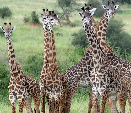 Group of giraffes standing together in a grassy field, showcasing their tall necks and distinctive spots.