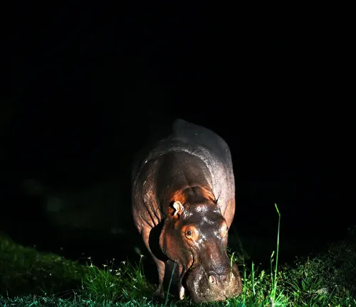 A nocturnal hippo walking in the grass at night, engaged in its nocturnal feeding behavior.