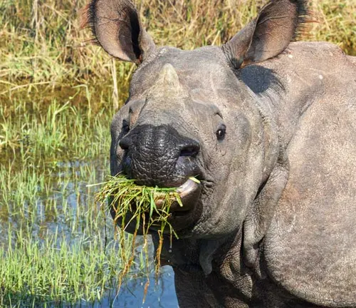 A white rhinoceros peacefully munching on grass in the water, showcasing its herbivorous diet.