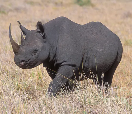Western Black Rhinoceros