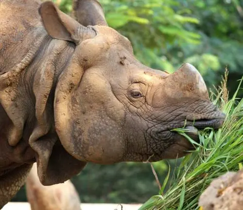 An Indian Rhinoceros peacefully munching on grass within its enclosure, displaying its feeding habits.

