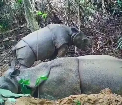 Two Javan rhinos resting side by side in the dirt, showcasing their strong bond and nurturing nature.