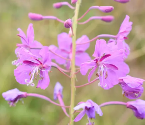 Close-up of delicate purple fireweed blossoms with prominent stamens, set against a soft-focus natural green background."