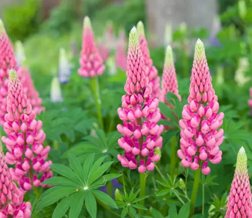 A cluster of tall pink lupine flowers standing out with their conical shape against a lush green background with hints of purple flowers.