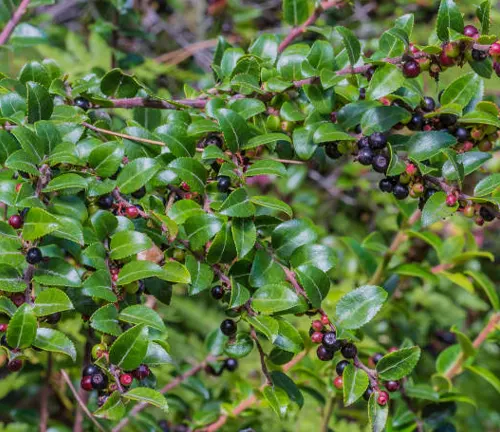 A dense shrub with glossy green leaves and clusters of dark purple berries, possibly a type of chokeberry, with a blurred natural backdrop.