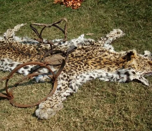  leopard resting on the grass beside a deceased animal, emphasizing the devastating effects of king cheetah poaching.