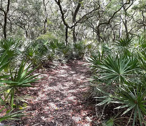 A forest path covered in fallen leaves, flanked by lush green saw palmetto plants, winding through an oak hammock.