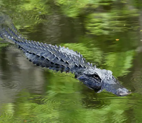 An alligator swimming in green-tinted water with a gentle ripple effect, partially reflecting the surrounding foliage.