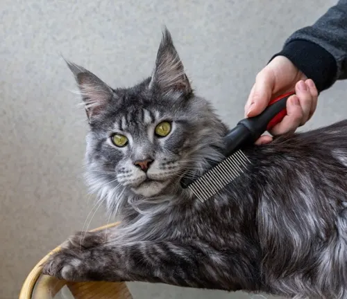 A person grooming a gray Maine Coon cat with a comb to meet its specific grooming needs.