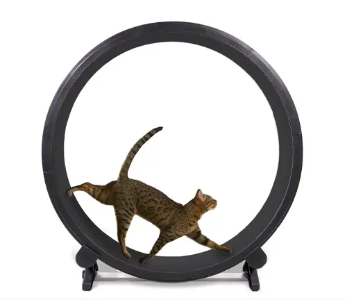 Abyssinian cat engaging in regular exercise, running and jumping with agility and grace.