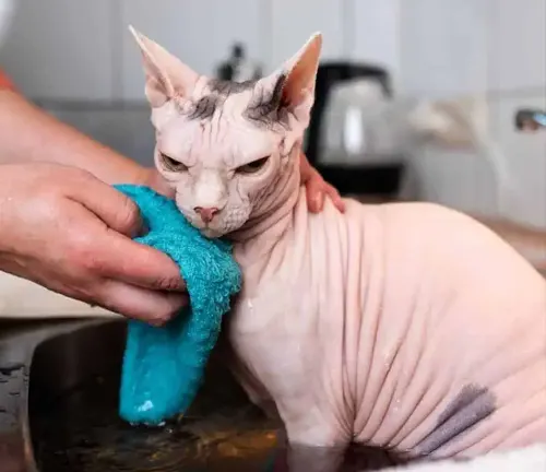 A hairless Sphynx cat being gently washed in a sink, wrapped in a blue towel for skin care.