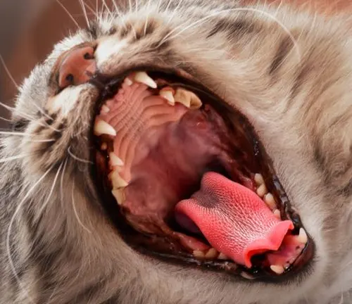 A British Shorthair cat with dental issues, captured in a close-up shot, revealing its open mouth.