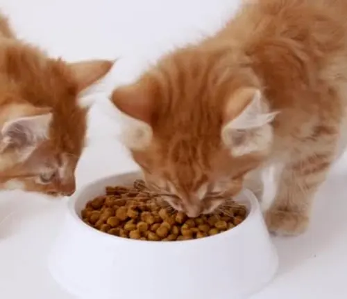 Two Scottish Fold kittens happily eating from a bowl of food, meeting their dietary requirements.