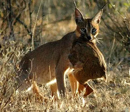 A caracal with prey in its mouth, showcasing its hunting prowess in the wild.