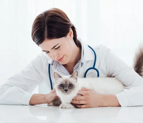 A woman in a white coat holds a Ragdoll cat during a regular veterinary check-up.