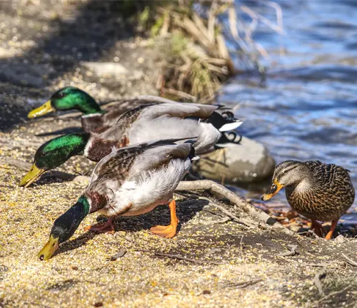 Three Mallard ducks standing on the river shore, displaying their feeding habits.