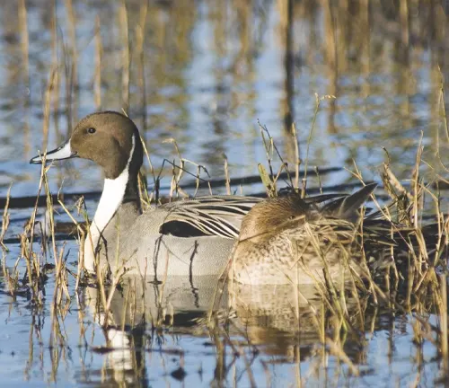Two Northern Pintail ducks rest in water near tall grass, showcasing their significance to the ecosystem.