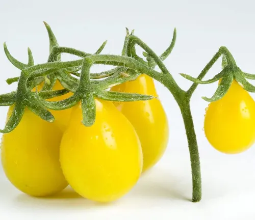 A vine of bright yellow pear tomatoes with a velvety surface, attached to a green stem, against a white background.