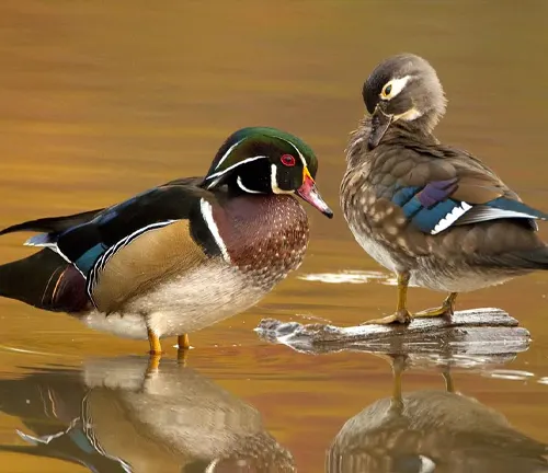 A male and female Wood Duck swimming together in a pond, displaying their beautiful plumage and strong bond.