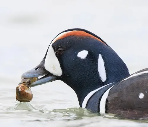 A Harlequin Duck holding a fish in its mouth, showcasing its diet and hunting skills.