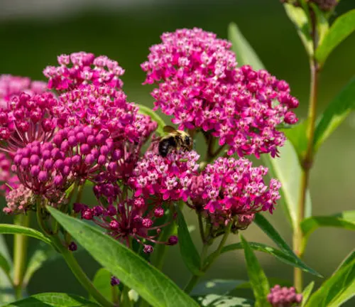A bumblebee collects nectar from the vibrant pink flowers of a Swamp Milkweed plant, with lush green leaves in the background.