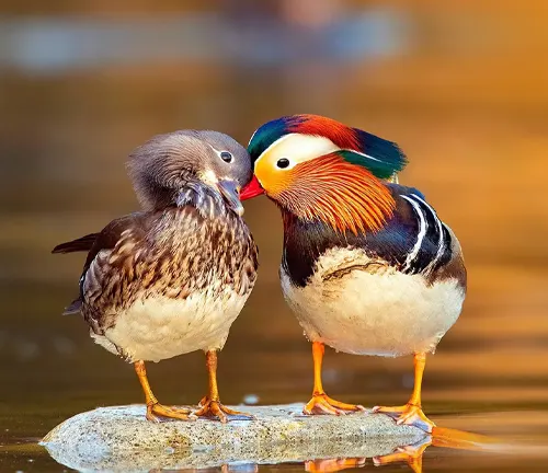Two Mandarin Ducks standing on a rock in the water, engaged in mating behavior.