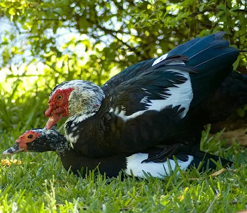 Reproduction of a Muscovy Duck.