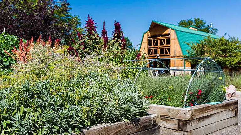 Lush raised garden bed with various plants and a wooden barn in the background