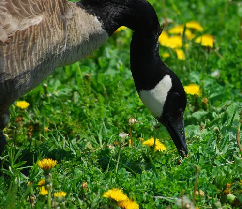 A Canada Goose grazing on grass in a field.