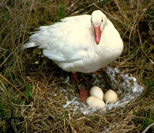 A snow goose sitting on its nest, protecting its eggs.